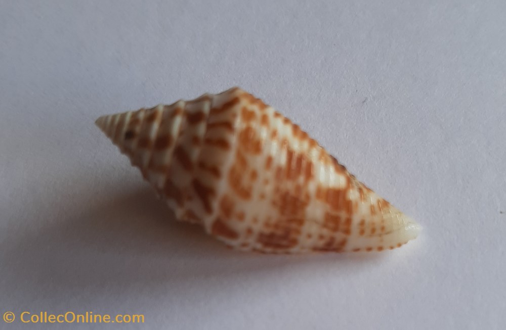 Conus praecellens conchas y fosiles gastropoda conus praecellens