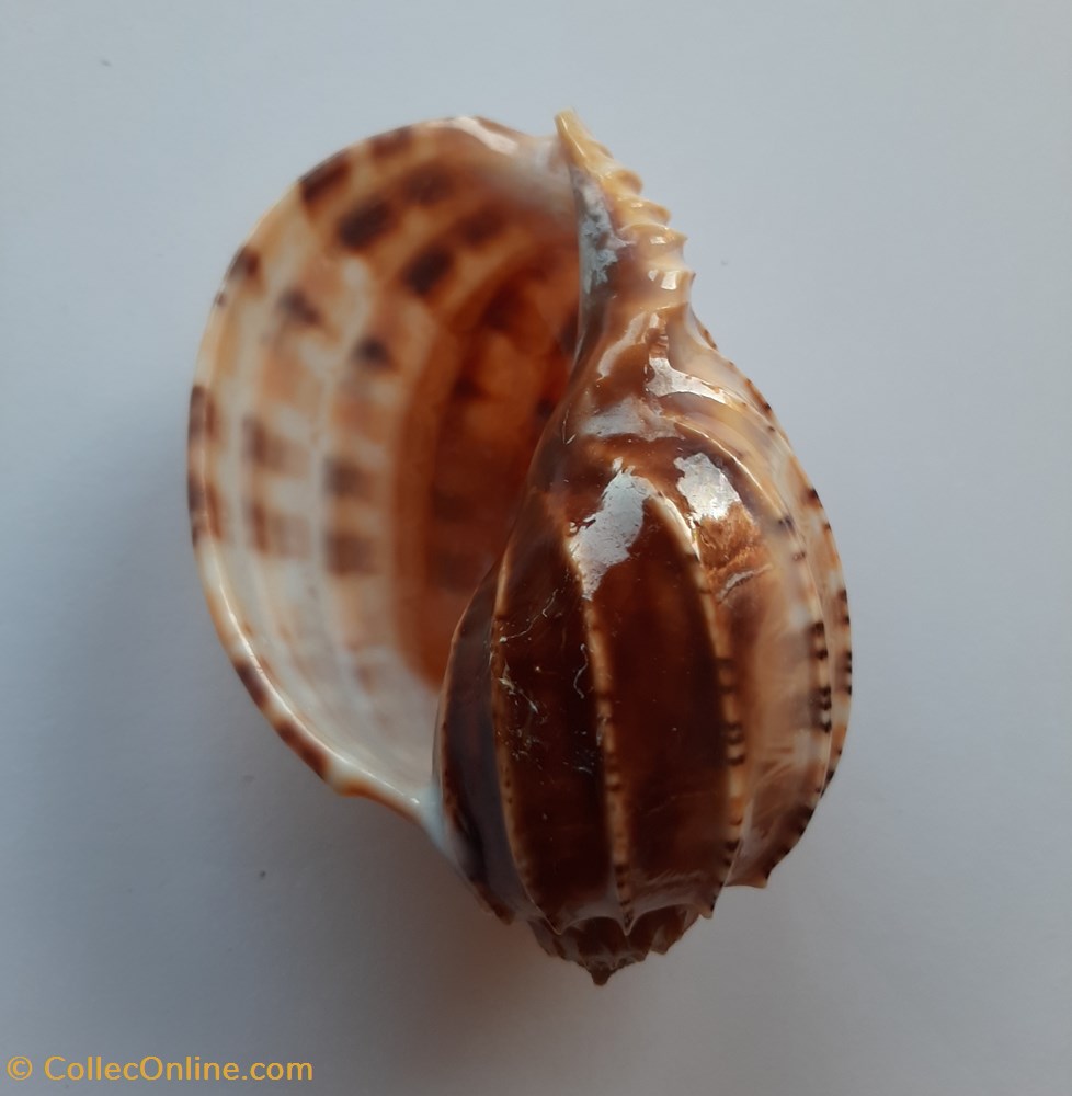 Harpa Major conchas y fosiles gastropoda harpa major
