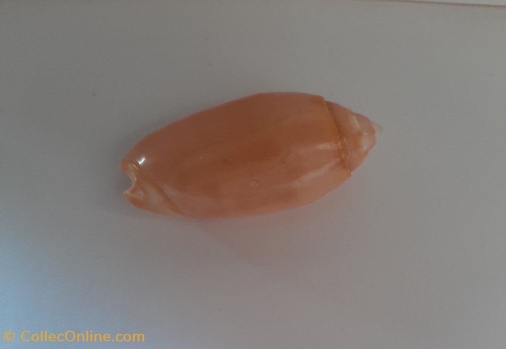 Oliva Anulata carnicolor conchas y fosiles gastropoda oliva anulata carnicolor