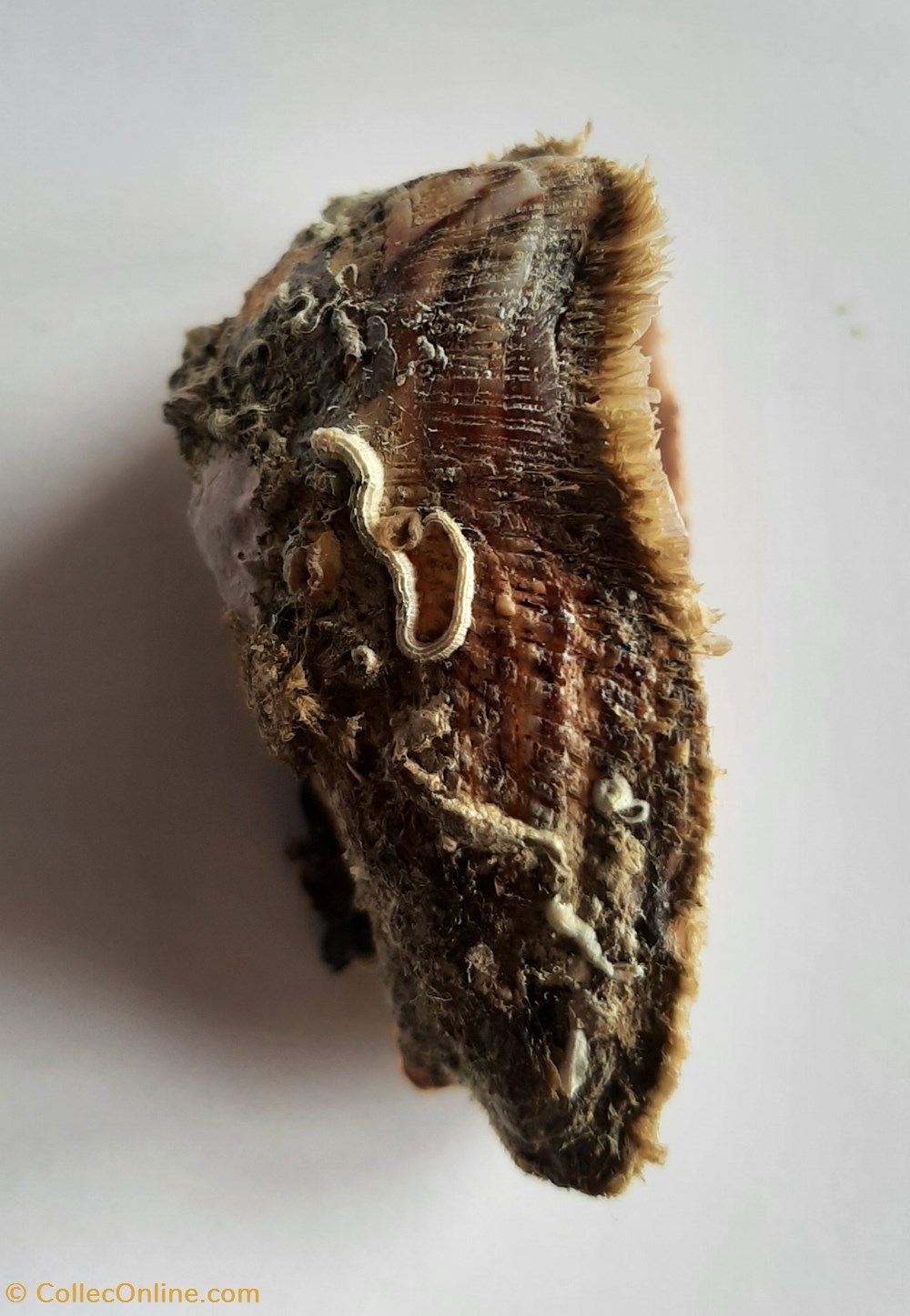 Arca noae 2 conchas y fosiles bivalvia arca noae