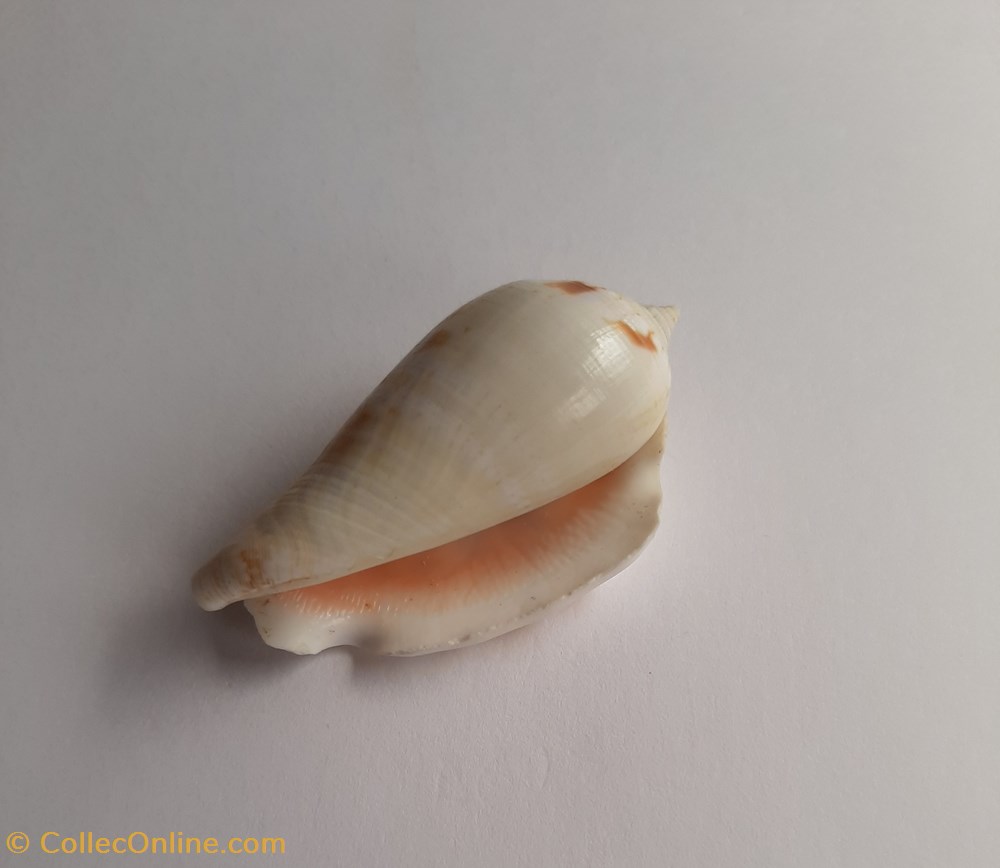 conchas y fosiles gastropoda conomurex decorus