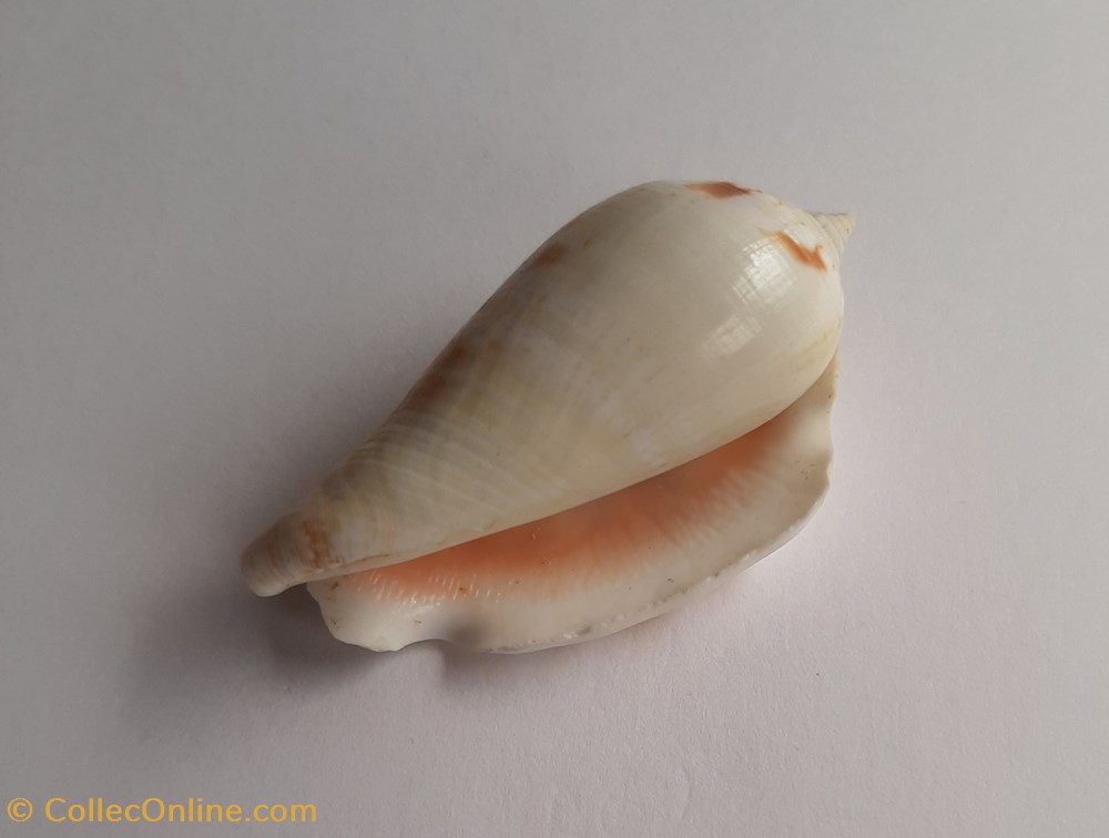 conchas y fosiles gastropoda conomurex decorus