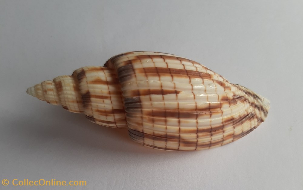 Lyria kurodai conchas fosiles gastropoda lyria kurodai