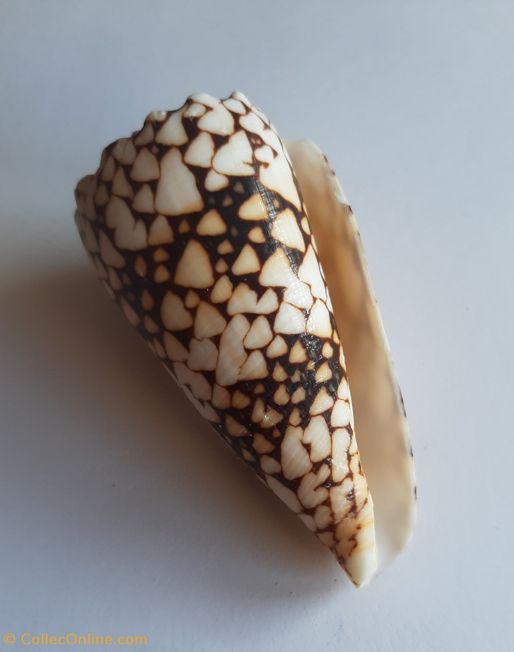 Conus bandanus conchas y fosiles gastropoda conus bandanus