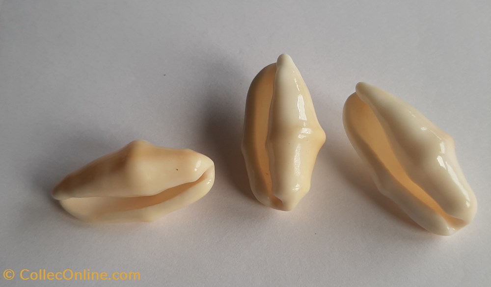Cyphoma gibbosum conchas fosiles gastropoda cyphoma gibbosum