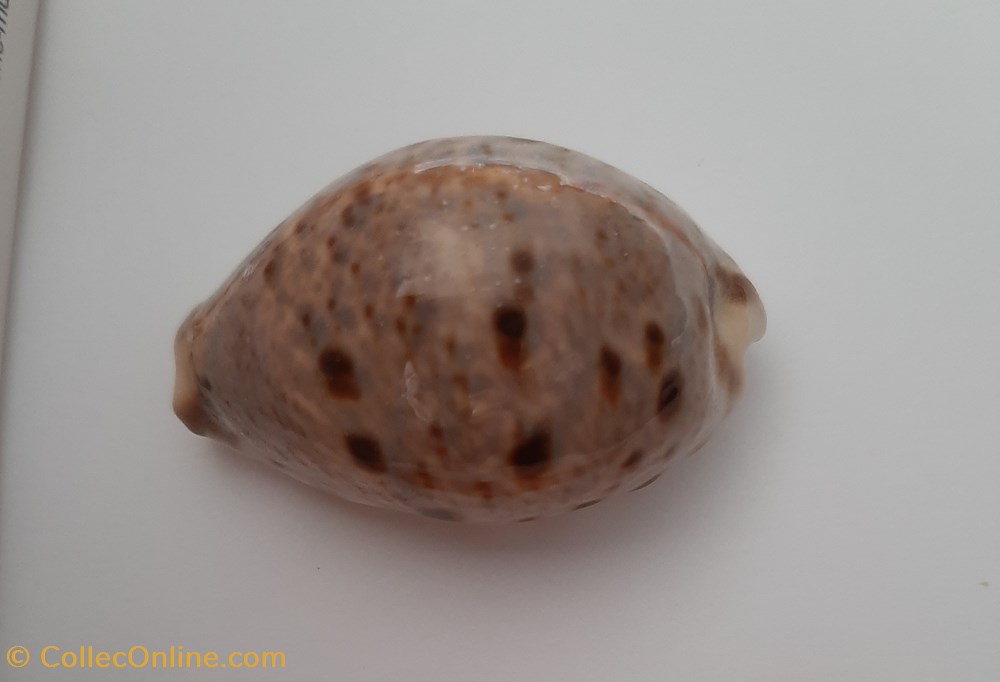 Cypraea lyncina Linx conchas fosiles gastropoda cypraea lyncina linx