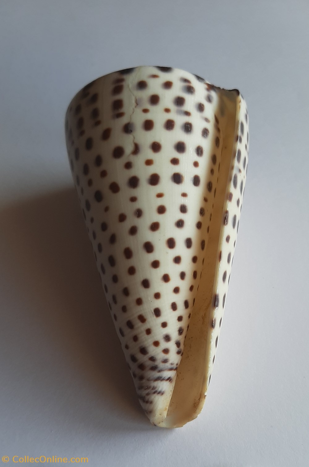 Conus leopardus conchas y fosiles gastropoda conus leopardus