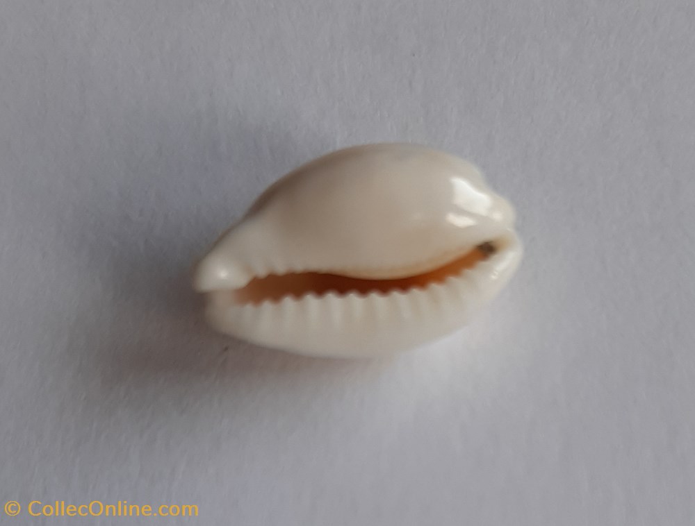 conchas fosiles gastropoda cypraea clandestina passerina