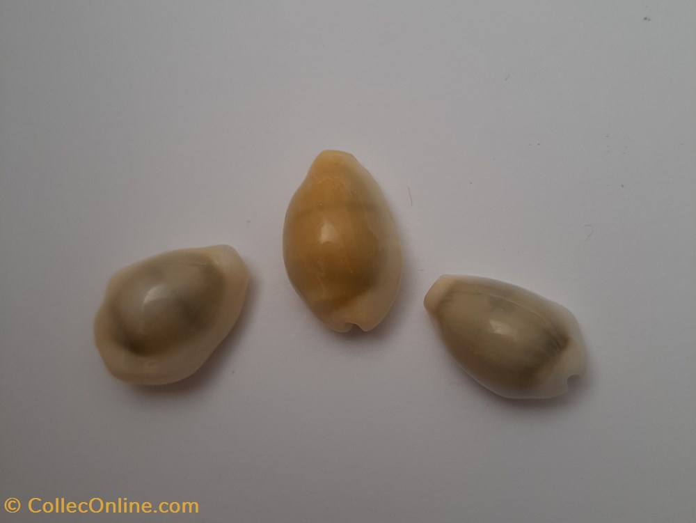 conchas y fosiles gastropoda erosaria moneta