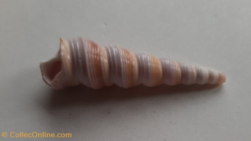 Turritella duplicata conchas y fosiles gastropoda turritella duplicata