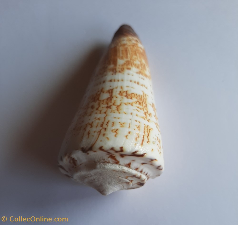 Conus thalassiarchus conchas y fosiles gastropoda conus thalassiarchus