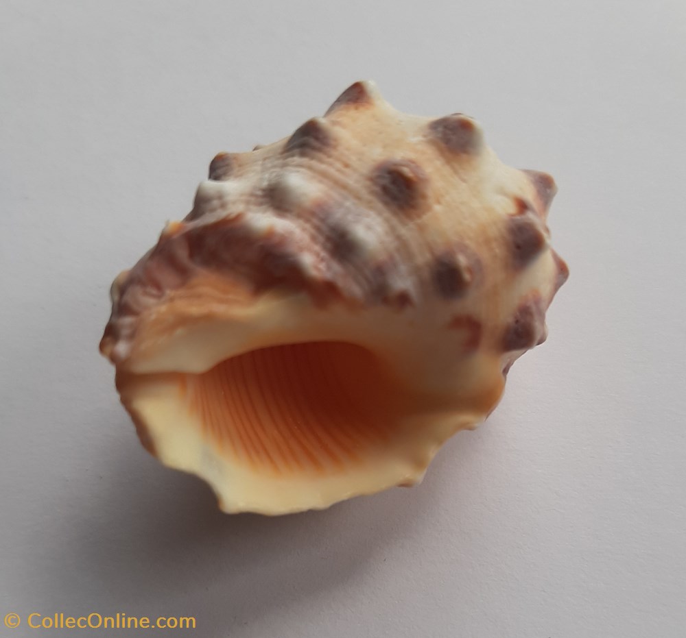 Drupa orange conchas y fosiles gastropoda drupa orange