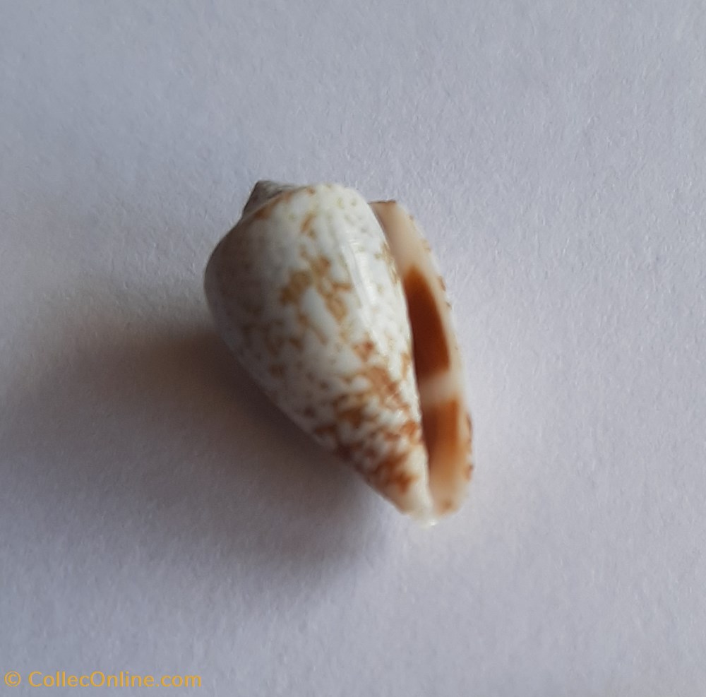 conchas y fosiles gastropoda conus damottai galeao