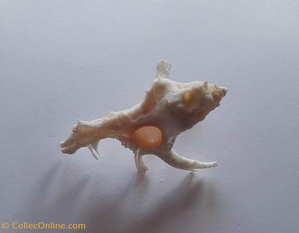conchas y fosiles gastropoda homalocantha anatomica zamboi