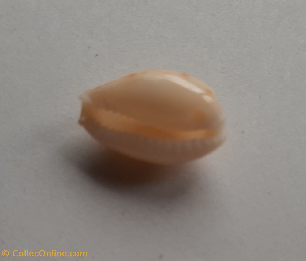 conchas y fosiles gastropoda erosaria spurca