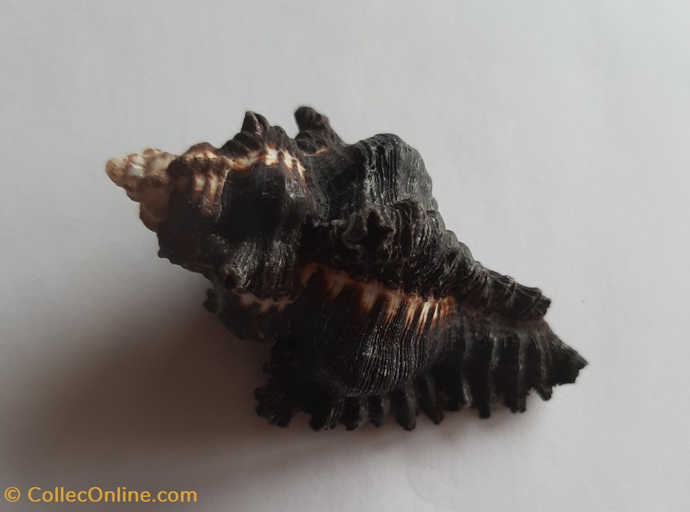 Murex chicoreus brunneus conchas y fosiles gastropoda murex chicoreus brunneus