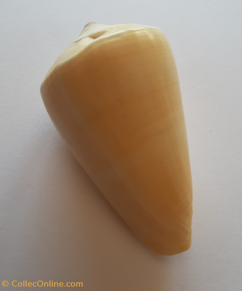 Conus Quercinus conchas y fosiles gastropoda conus quercinus