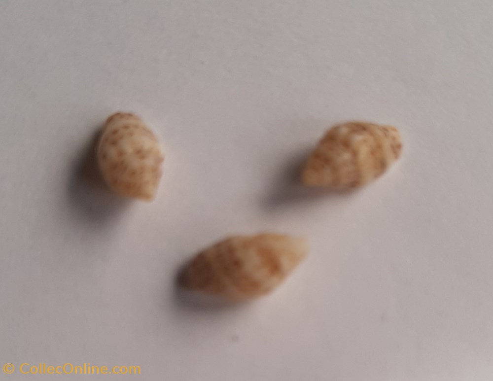 Euplica azora conchas y fosiles gastropoda euplica azora