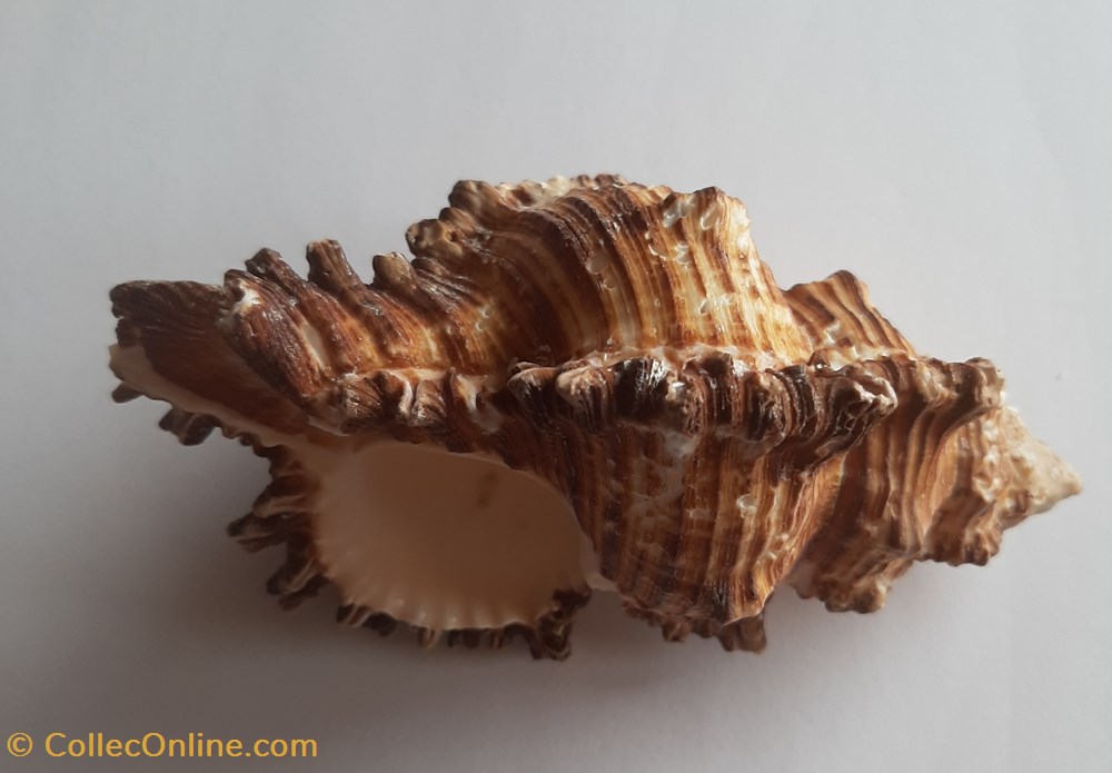 Murex chicoreus torrefactus conchas y fosiles gastropoda murex chicoreus torrefactus