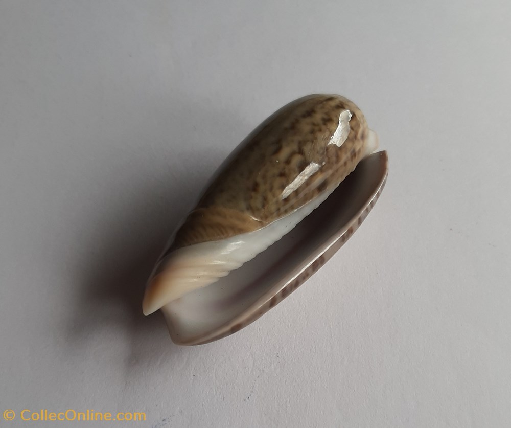 Oliva vidua cincta conchas y fosiles gastropoda oliva vidua cincta