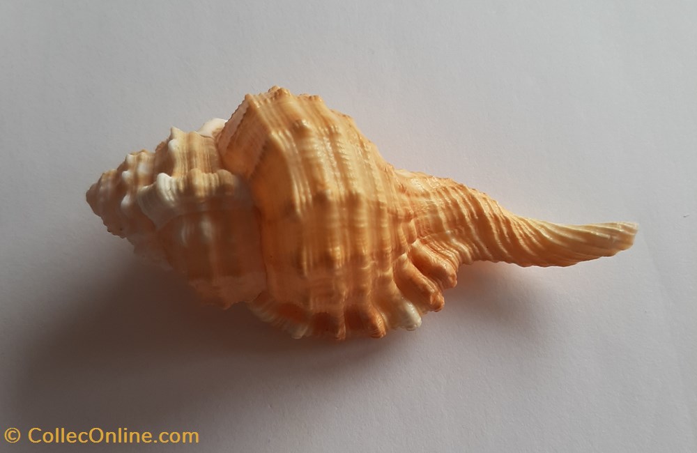 cymatium pyrum conchas fosiles gastropoda cymatium pyrum
