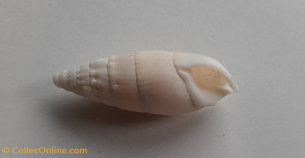 conchas y fosiles gastropoda rhinoclavis vergatus