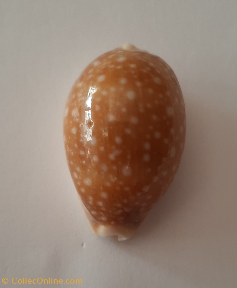 conchas y fosiles gastropoda erosaria erosa