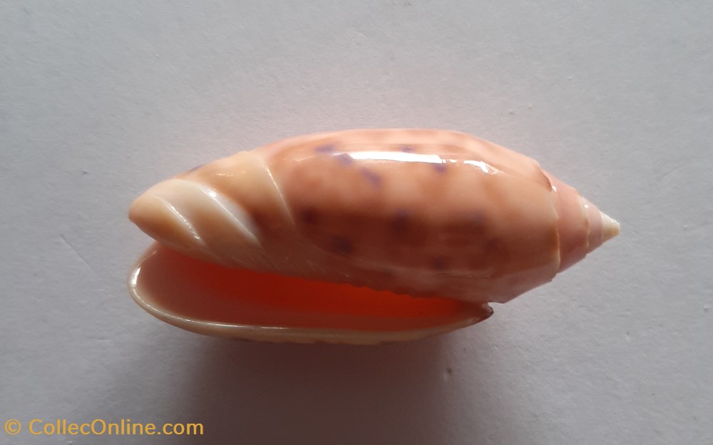 Oliva Annulata conchas y fosiles gastropoda oliva annulata