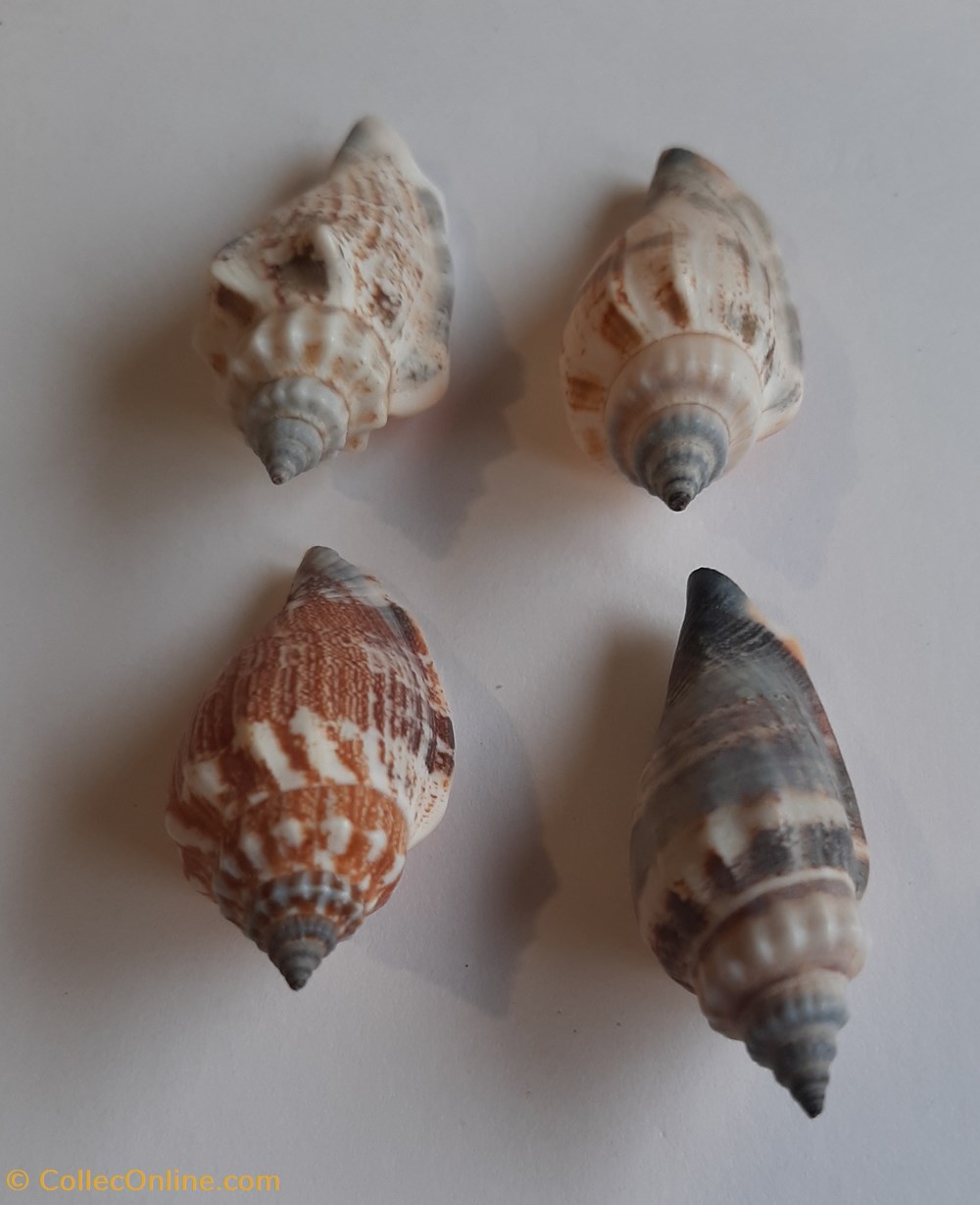 Strombus urceus conchas y fosiles gastropoda strombus urceus