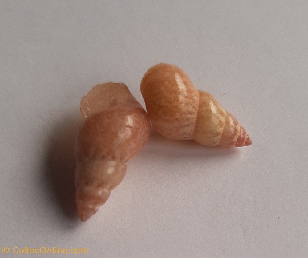 Phasianella solida conchas y fosiles gastropoda phasianella solida