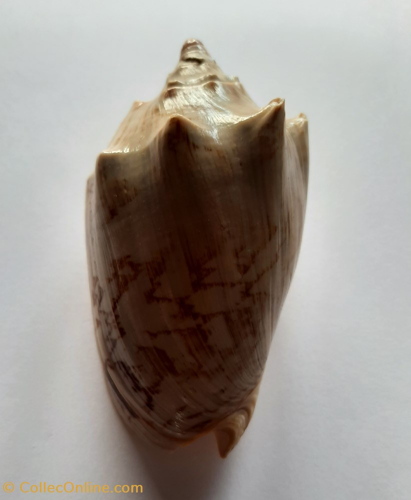 Cymbiola Vespertilio conchas fosiles gastropoda cymbiola vespertilio