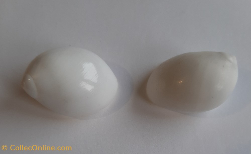 conchas y fosiles gastropoda polinices powisianus