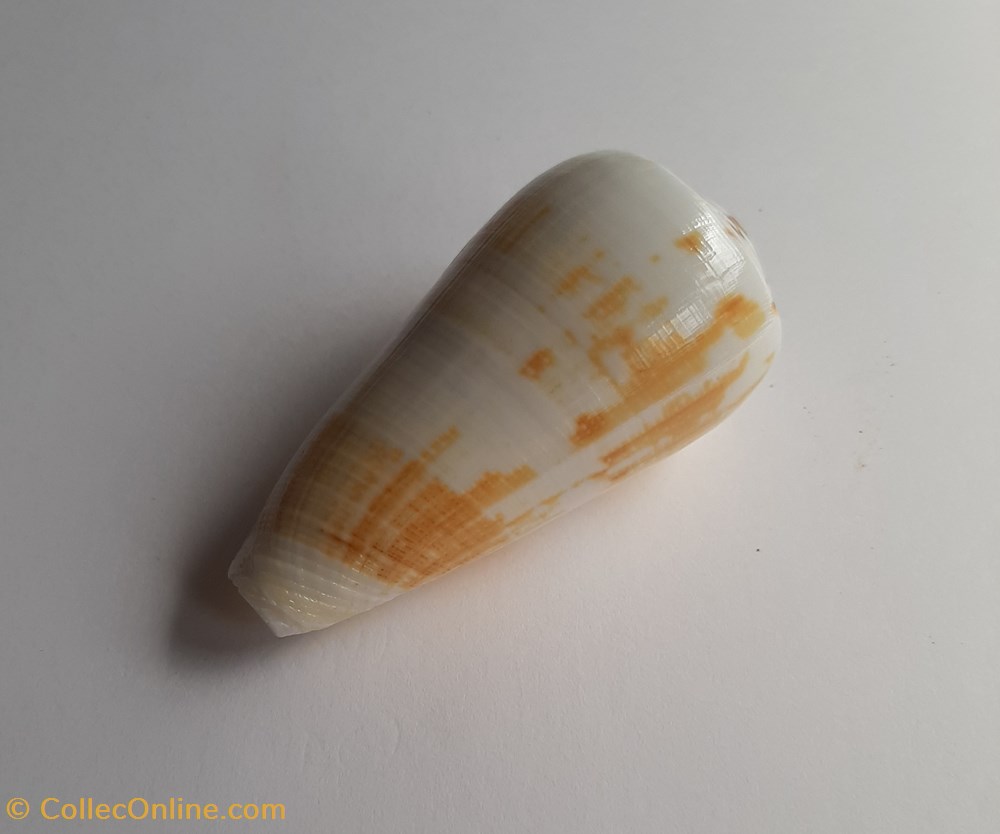 Conus magus conchas y fosiles gastropoda conus magus