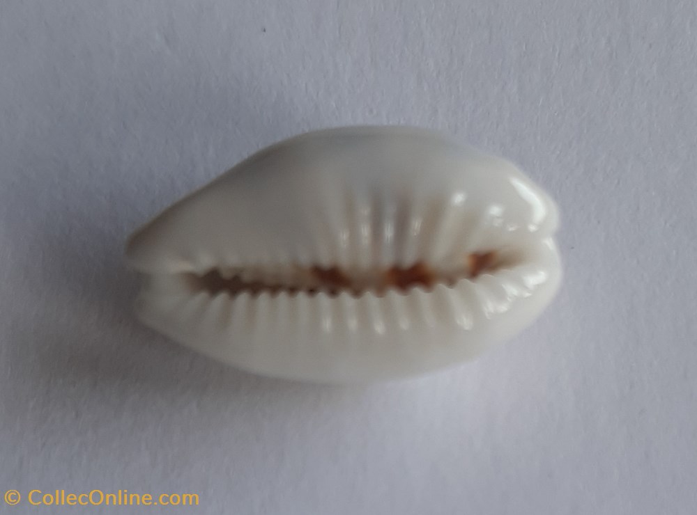 Cypraea palmadusta asellus conchas fosiles gastropoda cypraea palmadusta asellus