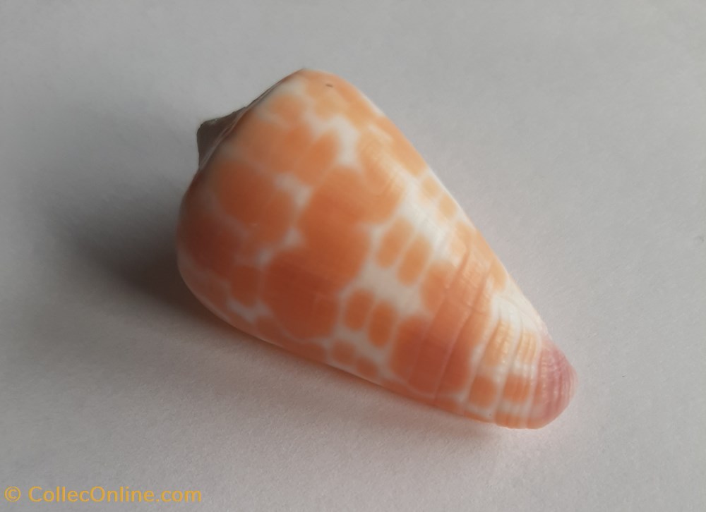 Conus tesulatus conchas y fosiles gastropoda conus tesulatus