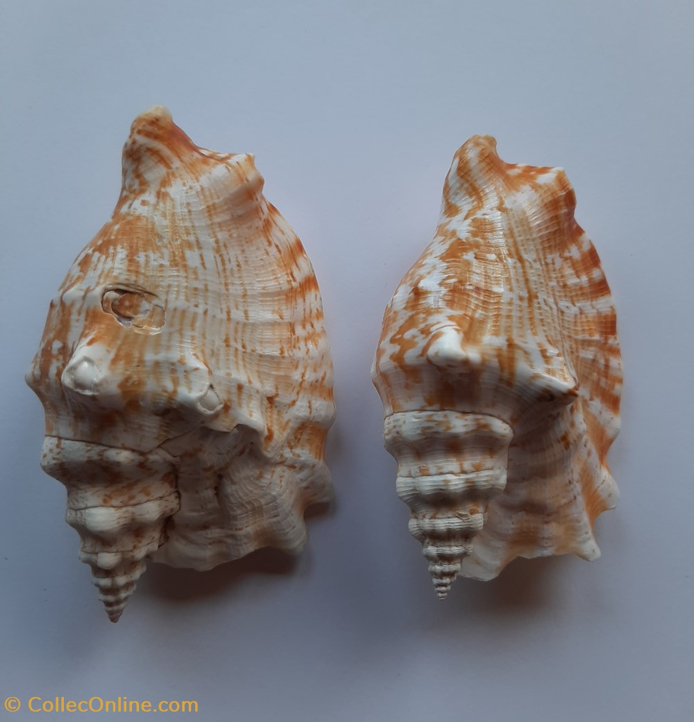 conchas y fosiles gastropoda strombus sinuatus