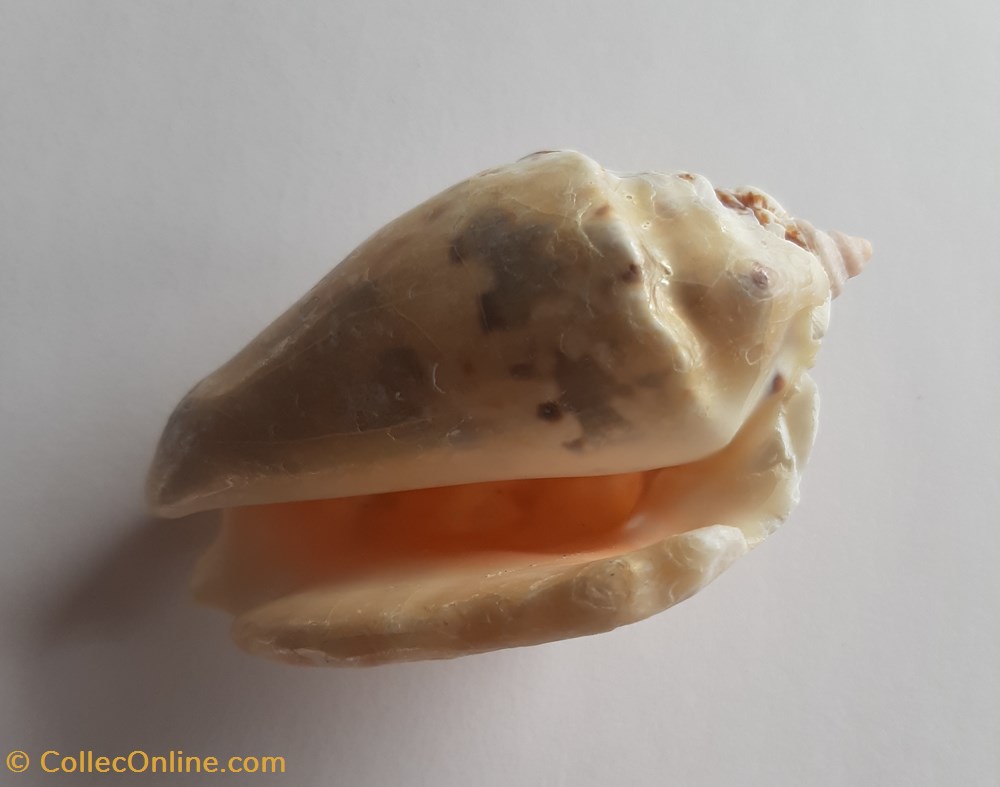 Strombus lentiginous conchas y fosiles gastropoda strombus lentiginous