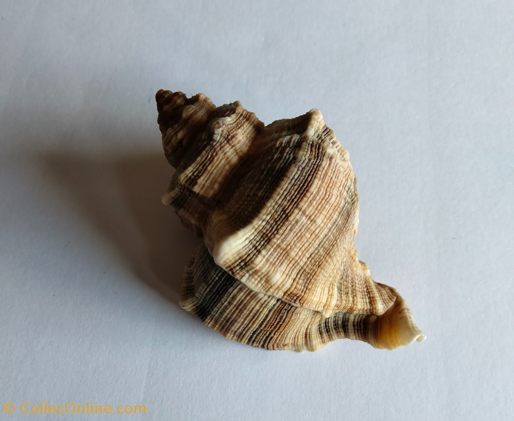 conchas y fosiles gastropoda hexaplex trunculus con operculo