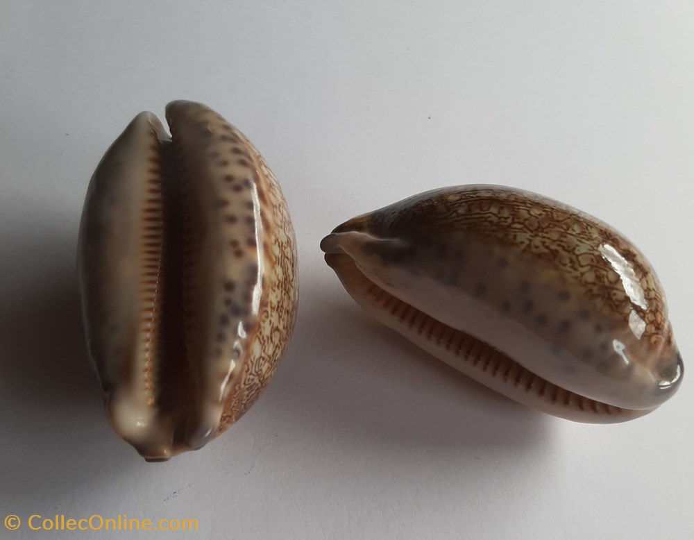 conchas y fosiles gastropoda mauritia arabica