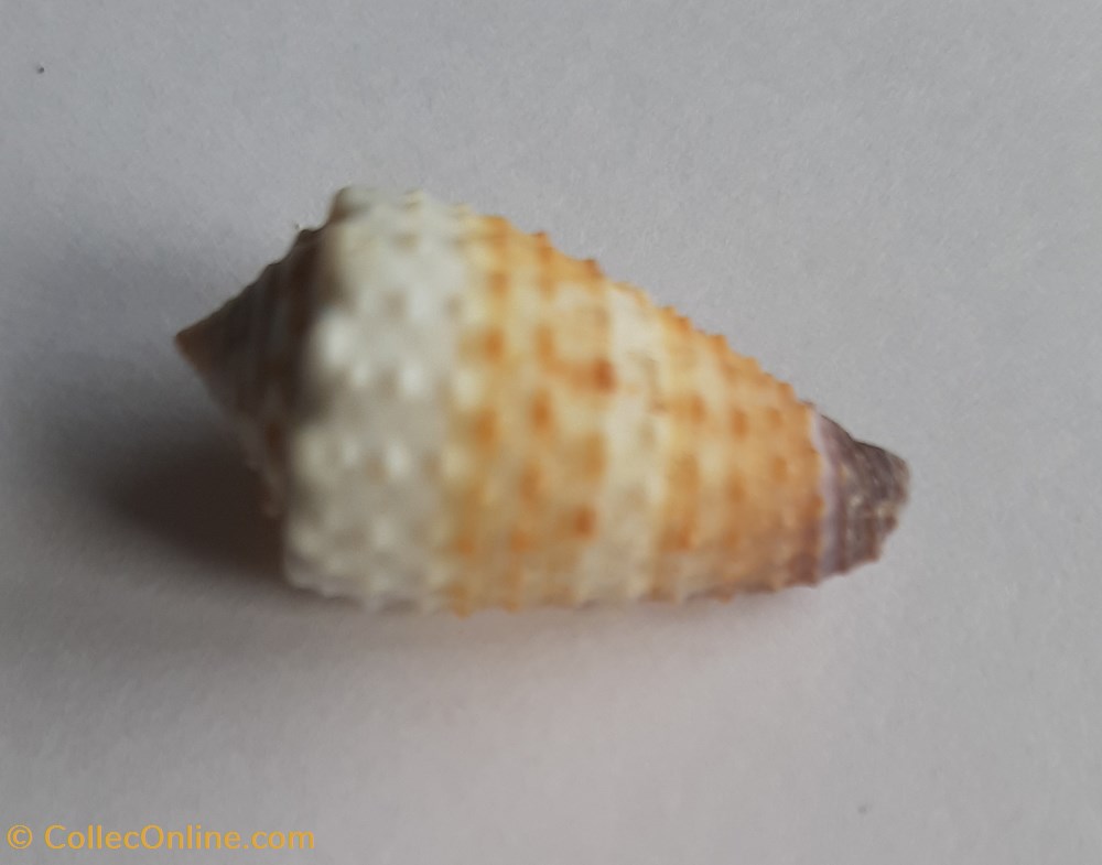 Conus muriculatus conchas y fosiles gastropoda conus muriculatus