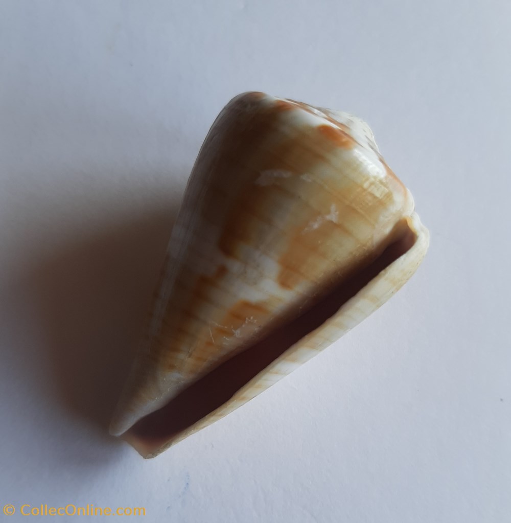 Conus namocanus conchas y fosiles gastropoda conus namocanus
