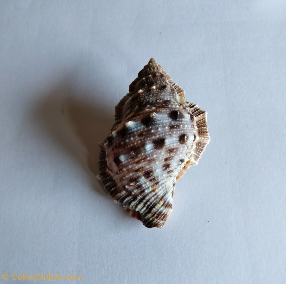 conchas y fosiles gastropoda bufonaria cavitensis