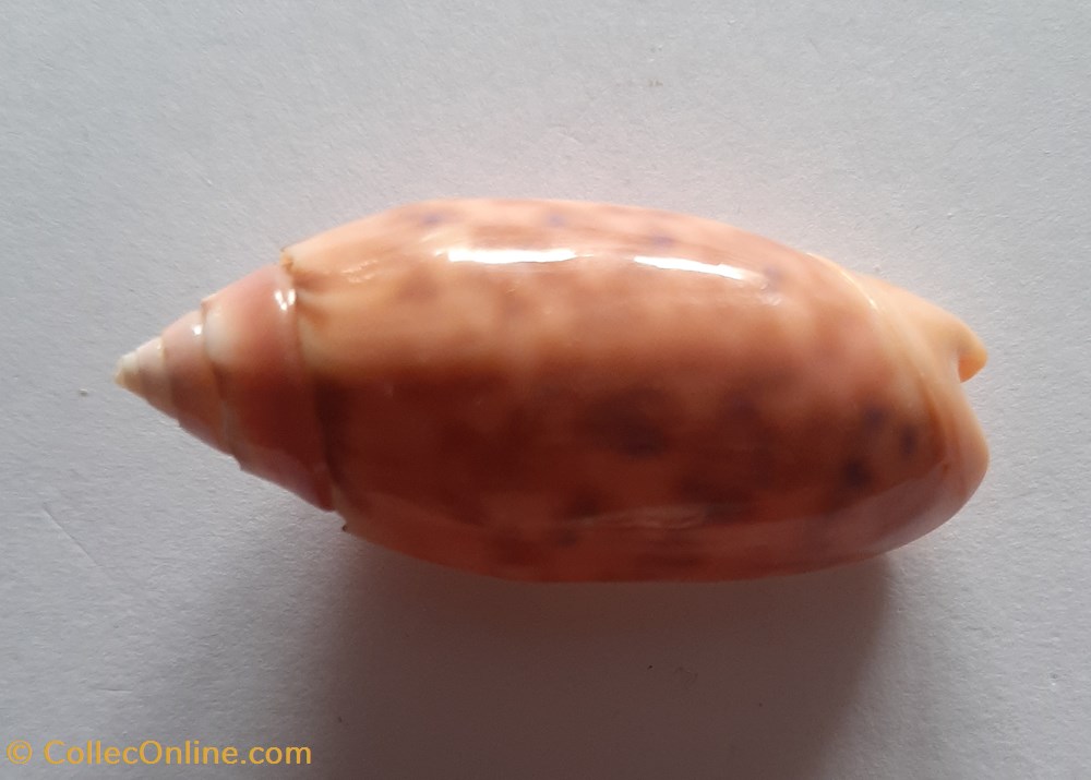 Oliva Annulata conchas y fosiles gastropoda oliva annulata