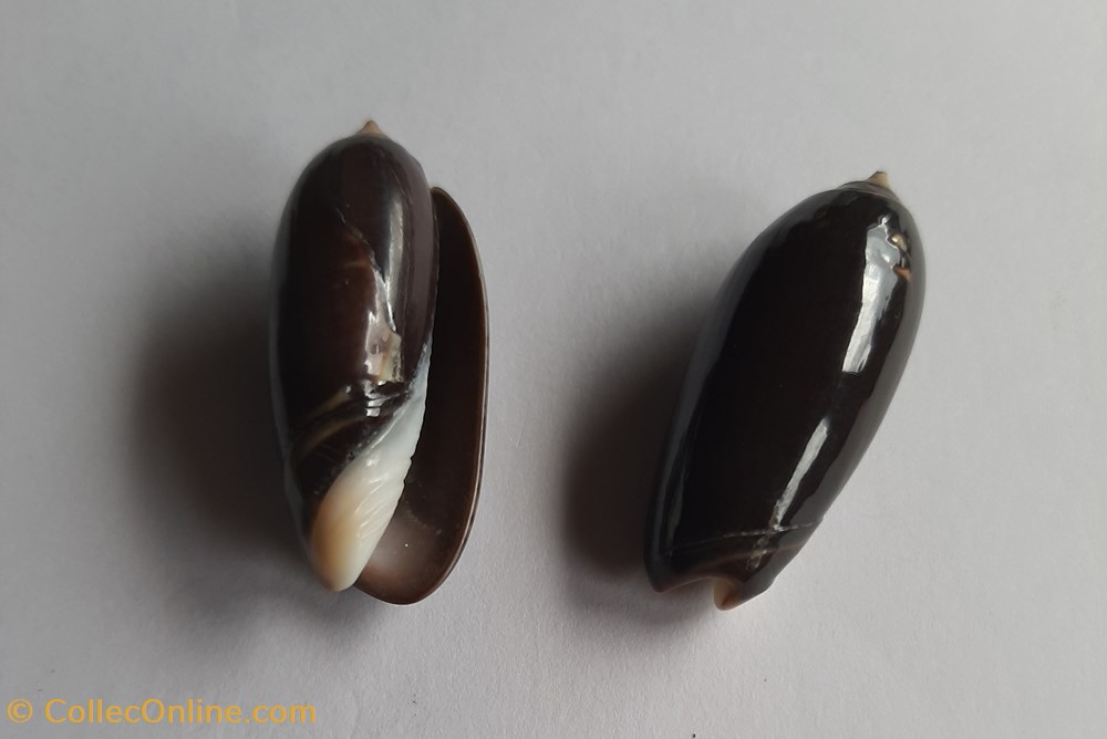 Oliva tigridella oriola conchas y fosiles gastropoda oliva tigridella oriola