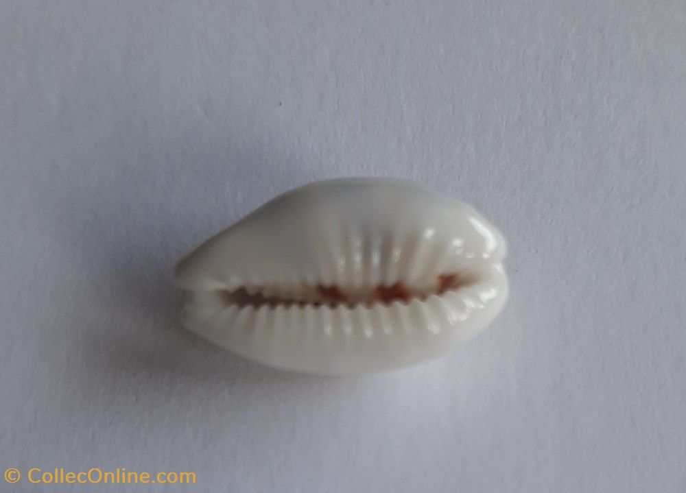 conchas fosiles gastropoda cypraea asellus
