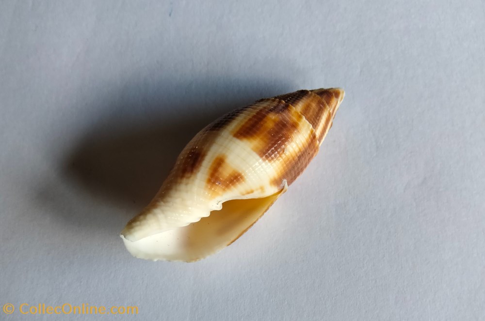 Nebularia eremitarum o mitra adusta conchas y fosiles gastropoda nebularia eremitarum o mitra adusta