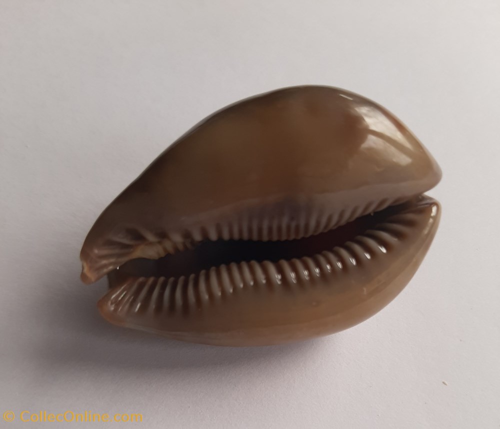 conchas y fosiles gastropoda trona stercoraria cameroonica