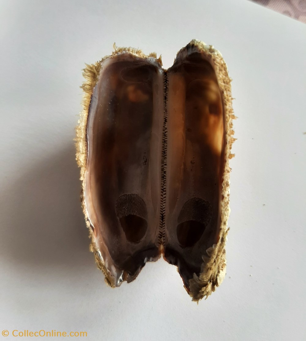 Arca noae 3 conchas y fosiles bivalvia arca noae