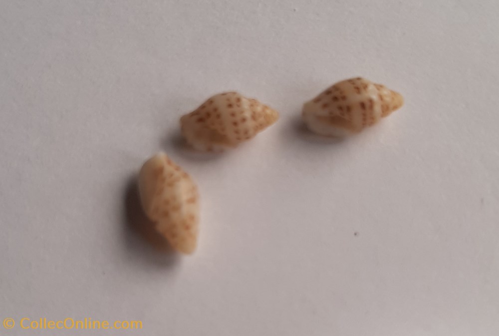 Euplica azora conchas y fosiles gastropoda euplica azora