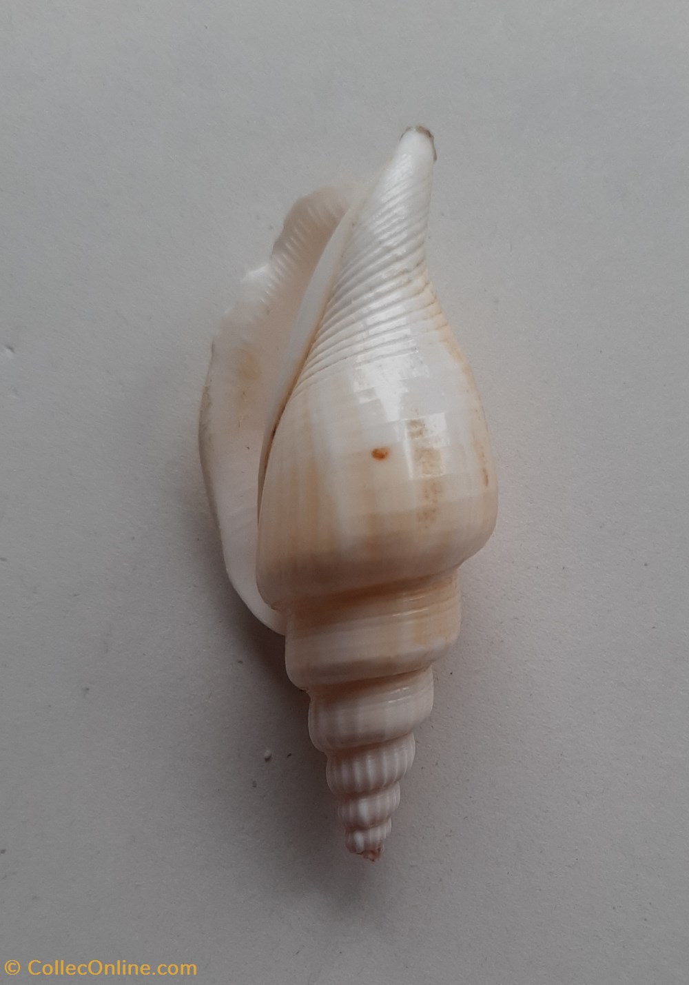 Strombus vittatus conchas y fosiles gastropoda strombus vittatus
